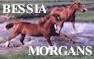 Bessia Morgans -- Specializing in quality Morgan Horses for the serious rider